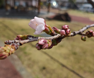 R7.3.26桜.png