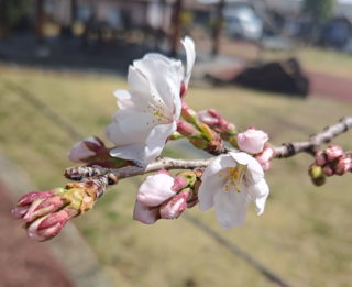 R7.3.27桜.png