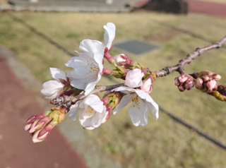 R7.3.27PM桜.png